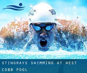 Stingrays Swimming at West Cobb Pool